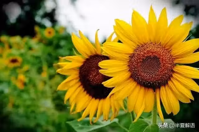 /www/bananadaily.net/web/images/image/2274/22743778.avif